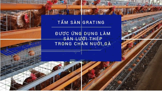 làm sàn lưới thép trong chăn nuôi