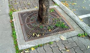 ghi goc cay tren via he