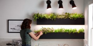 den trong cay dang tro nen pho bien