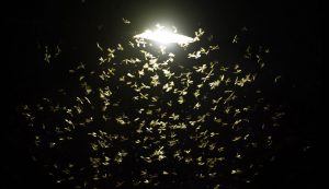 cac loai den led thong dung thu hut cac loai con trung khac nhau